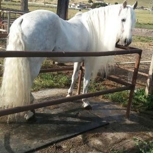 Meet your Posher, Joel